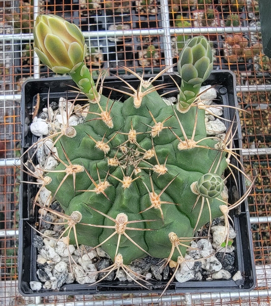 Gymnocalycium gibbosum - seeds