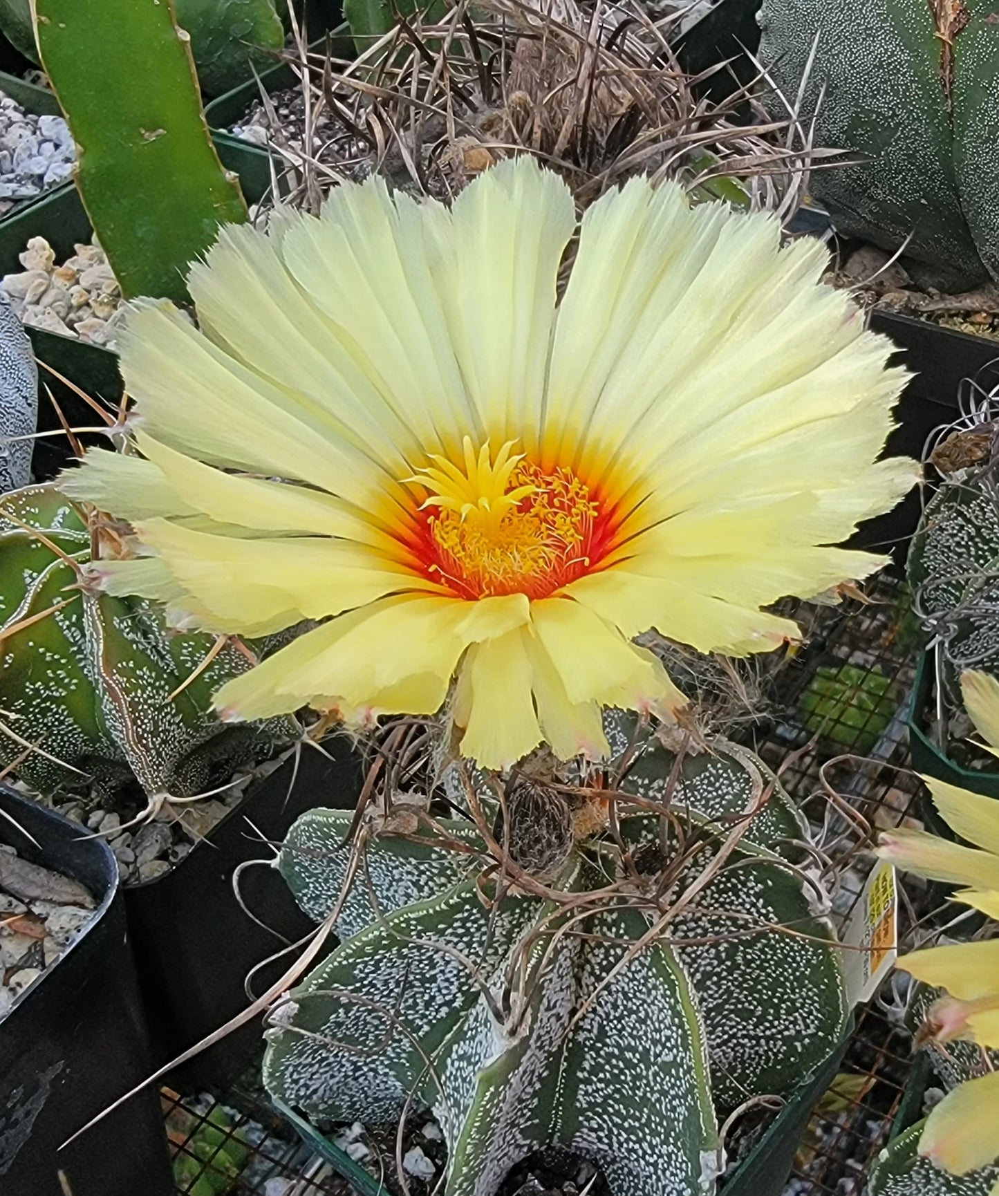 Astrophytum capricorne