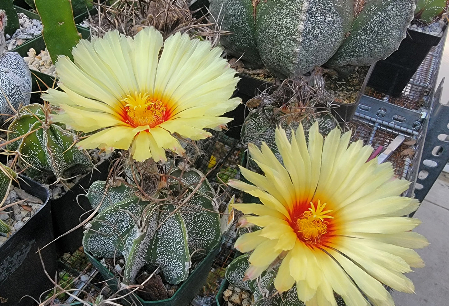 Astrophytum capricorne