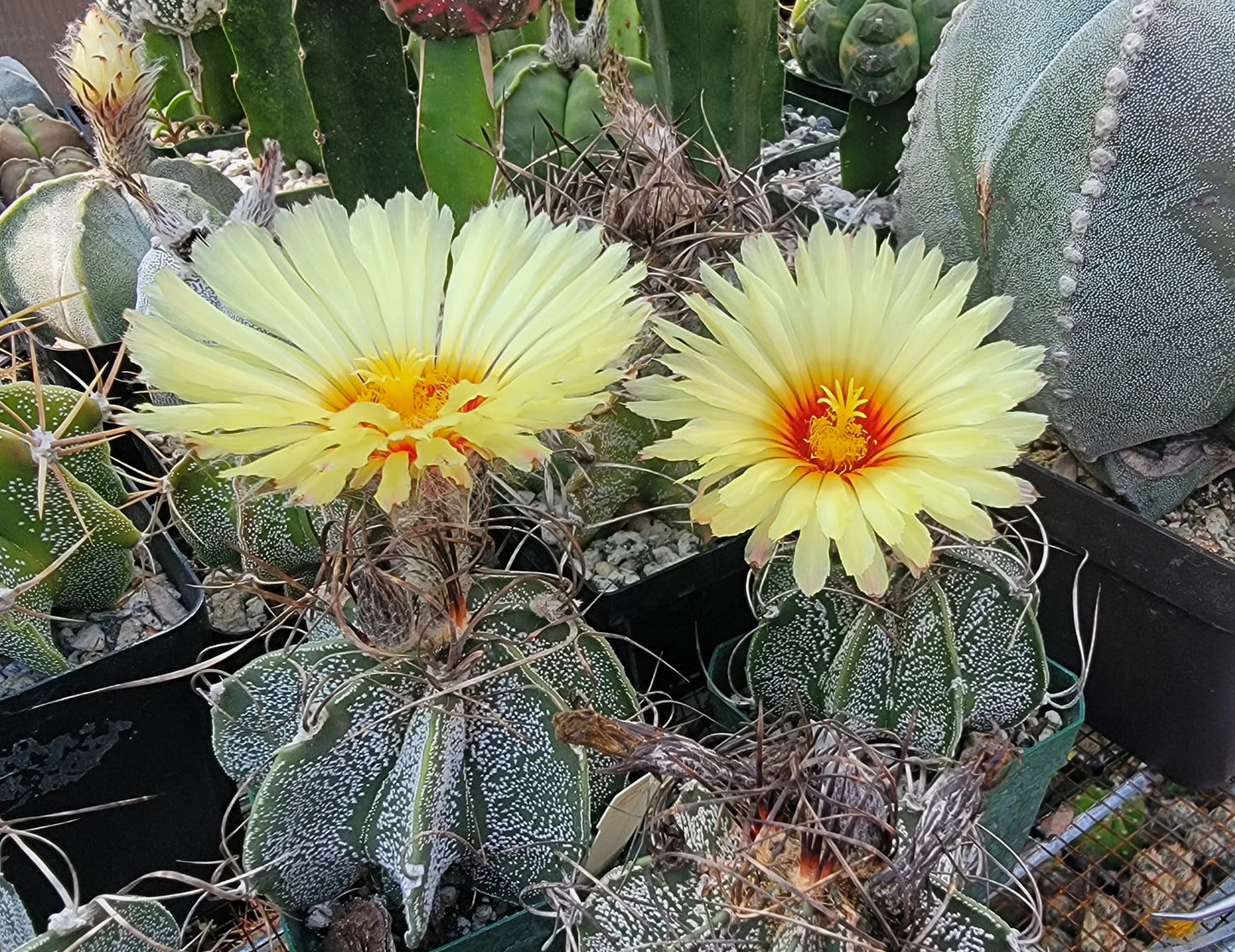 Astrophytum capricorne