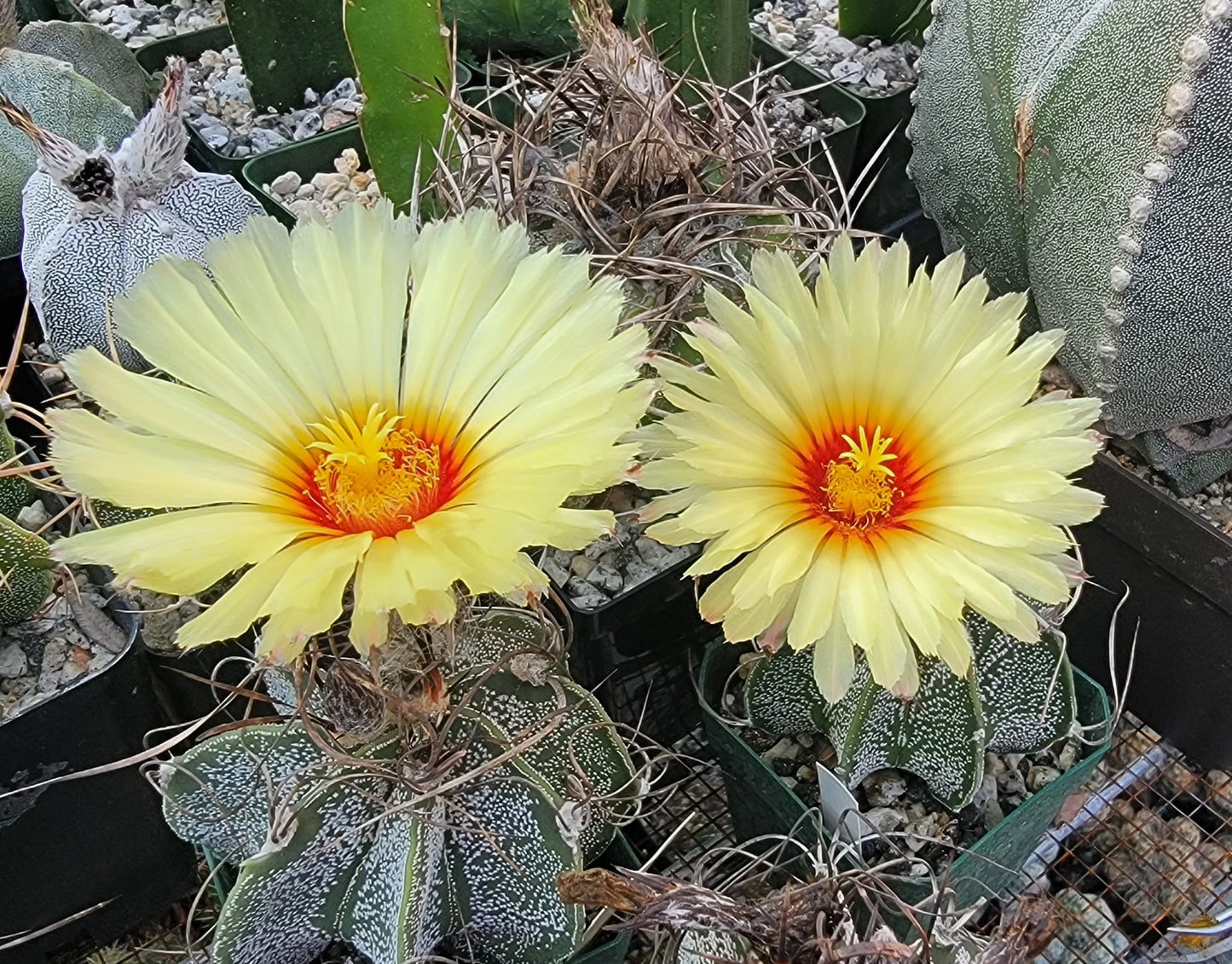 Astrophytum capricorne