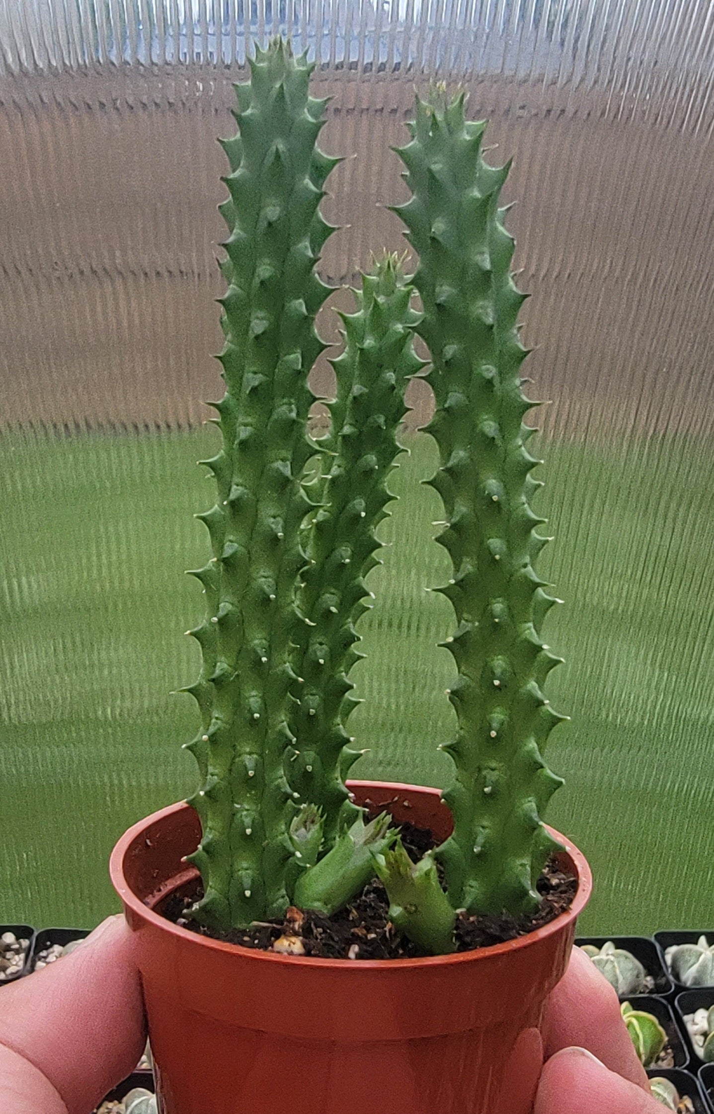 Huernia schneideriana | Red Dragon flower