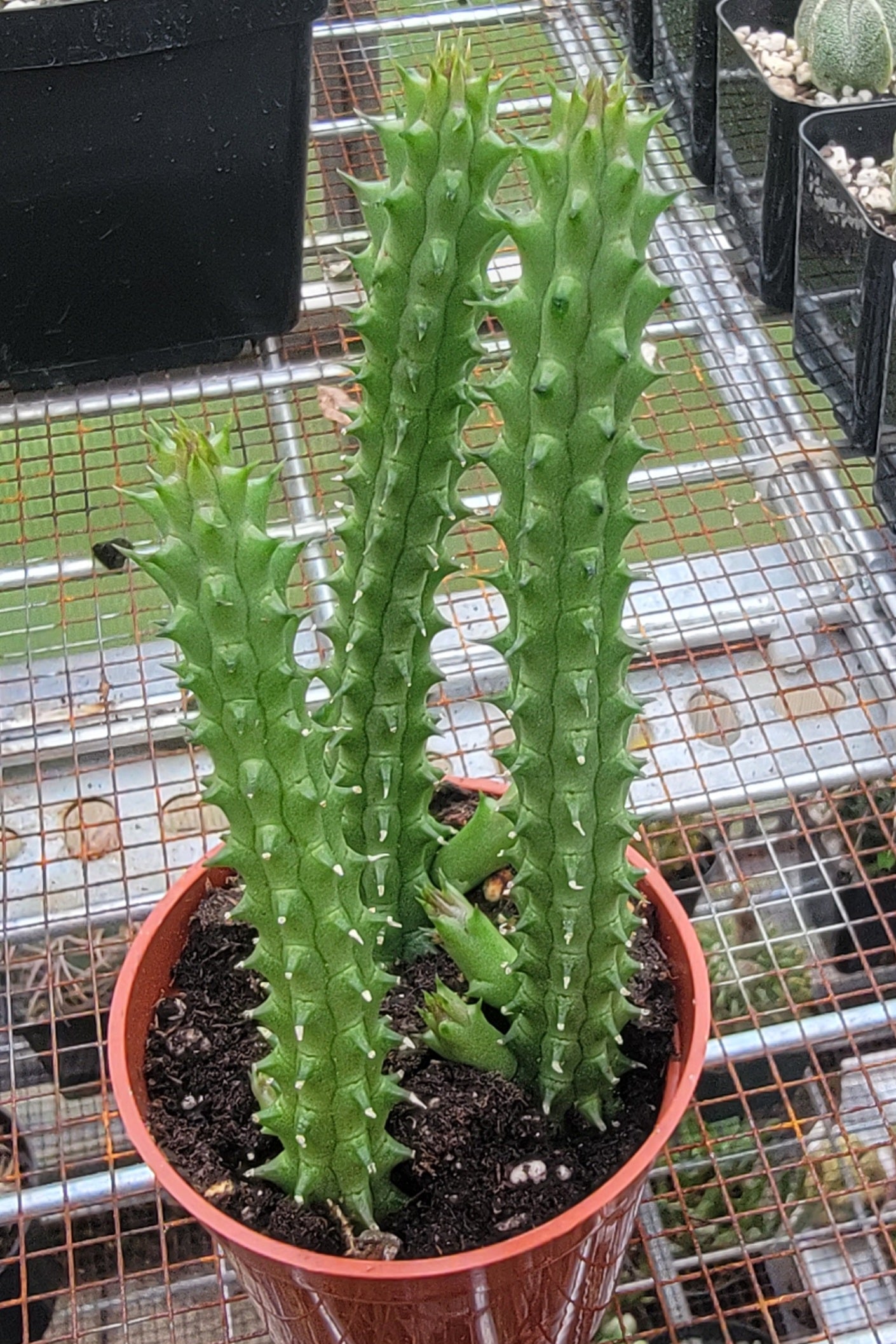 Huernia schneideriana | Red Dragon flower