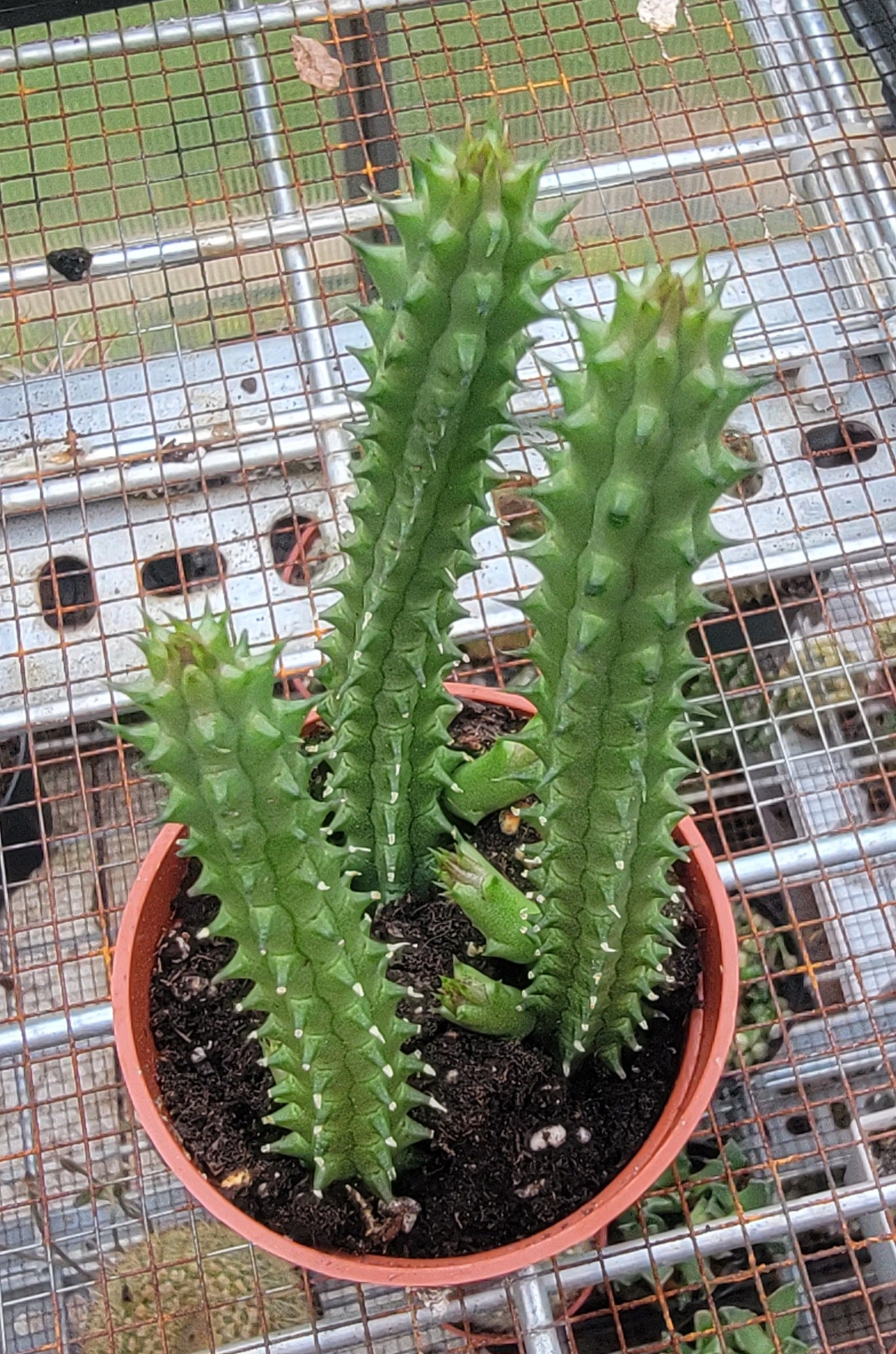 Huernia schneideriana | Red Dragon flower