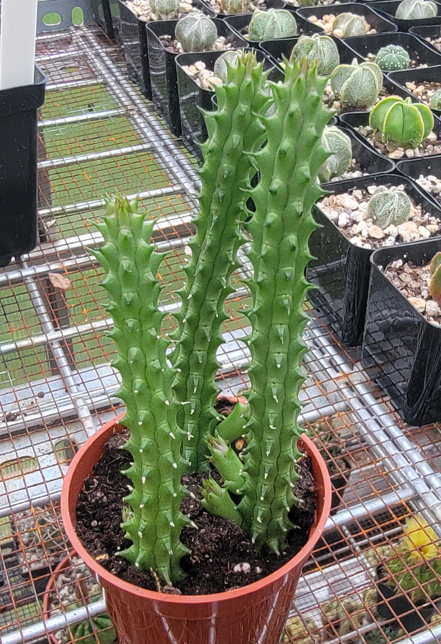 Huernia schneideriana | Red Dragon flower