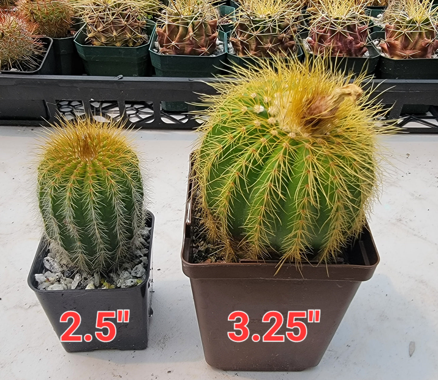 Notocactus | Parodia warsii