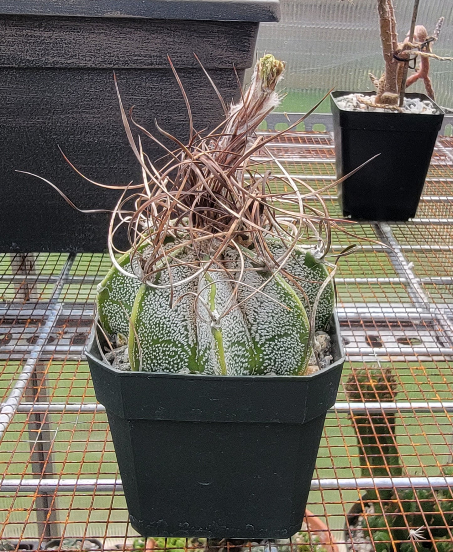 Astrophytum capricorne