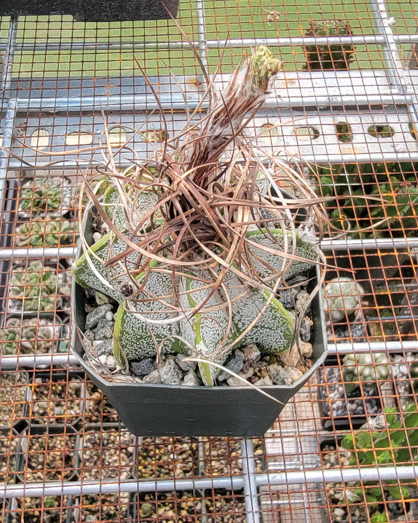 Astrophytum capricorne