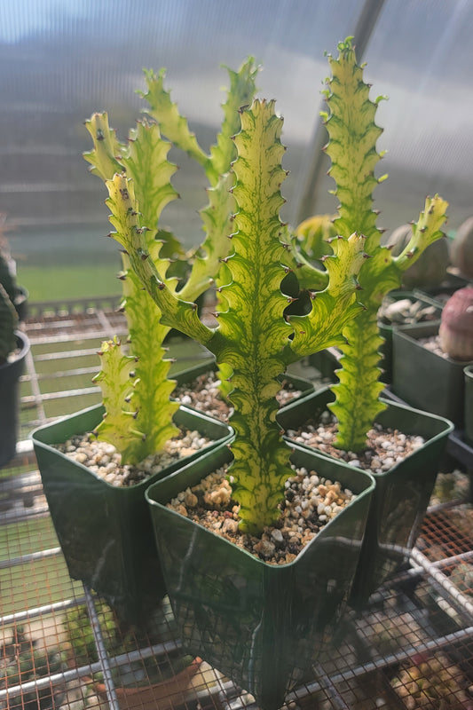 Euphorbia laceii variegated