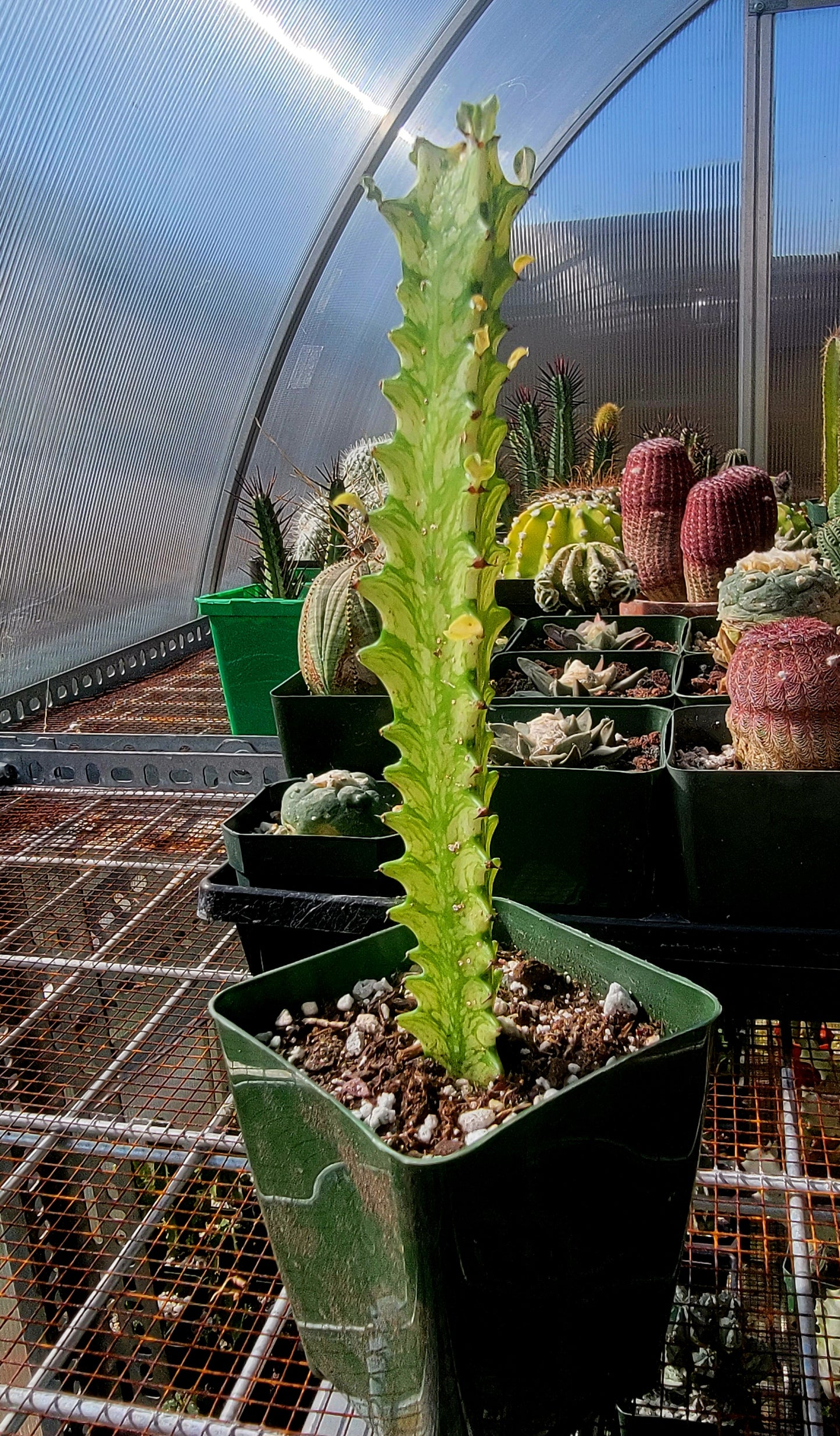 Euphorbia laceii variegated