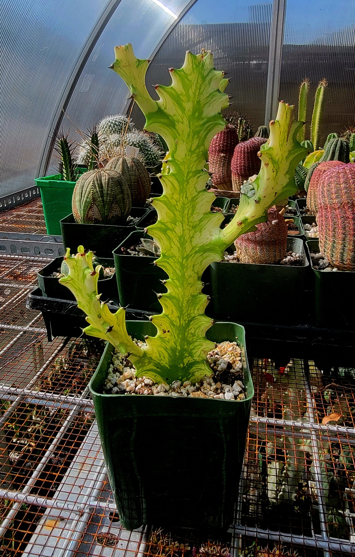 Euphorbia laceii variegated