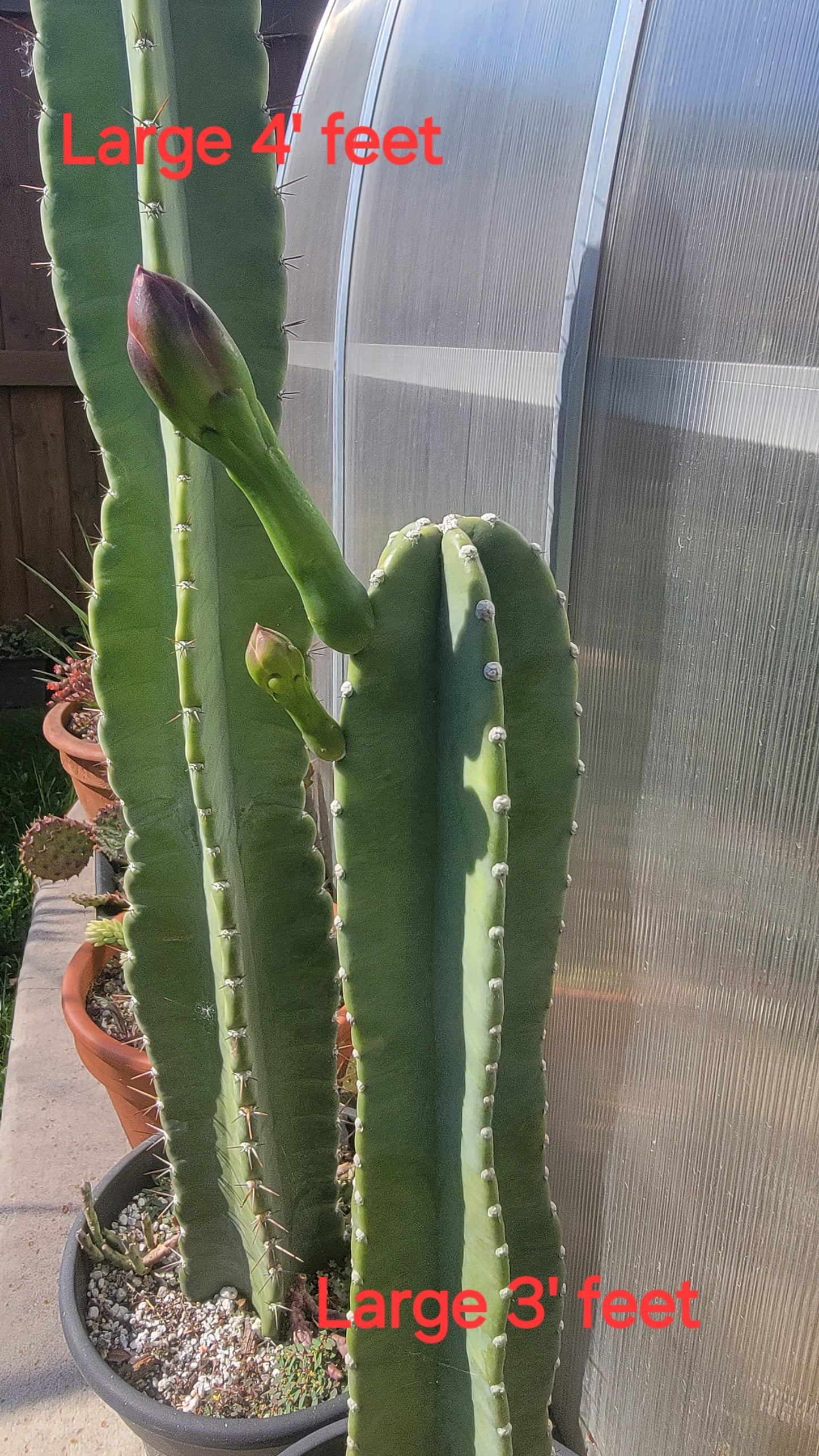 Peruvian apple cactus