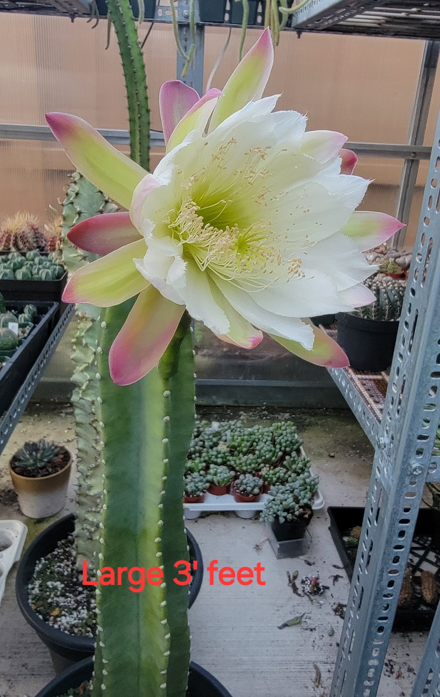 Peruvian apple cactus