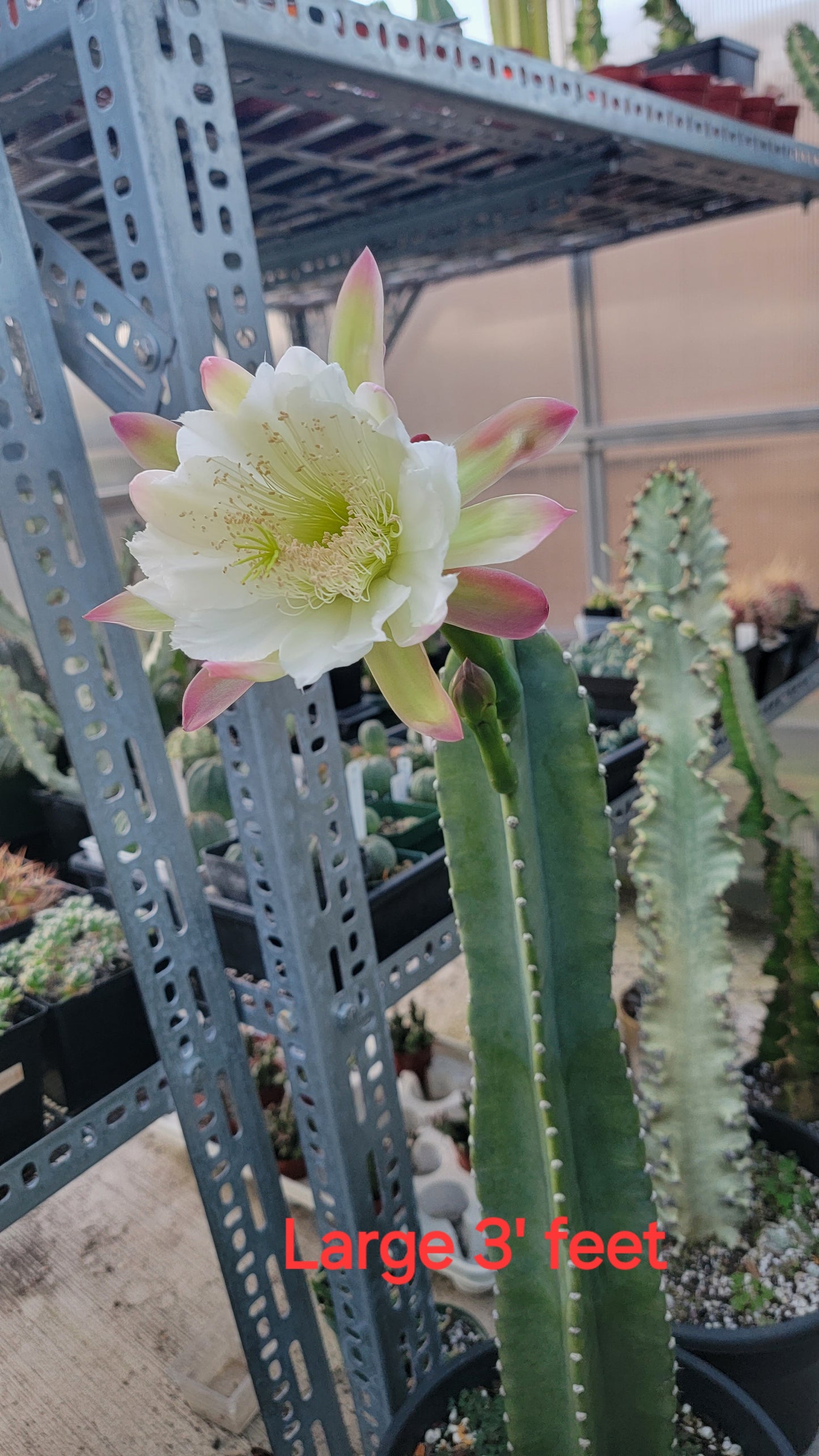 Peruvian apple cactus