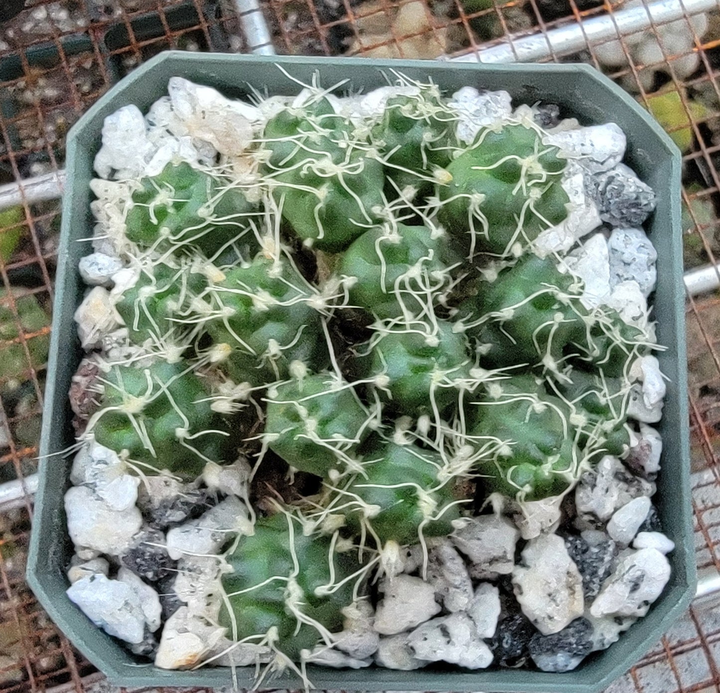 Puna subterranea f. incahuasi (Live plant)