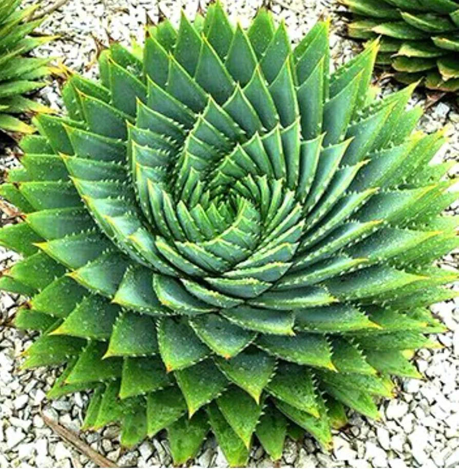 Aloe polyphylla | Spiral  Aloe