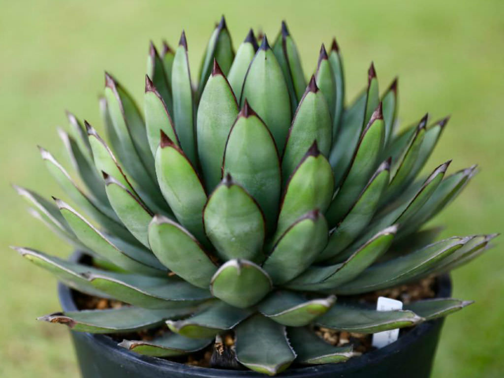 Agave Royal Spine