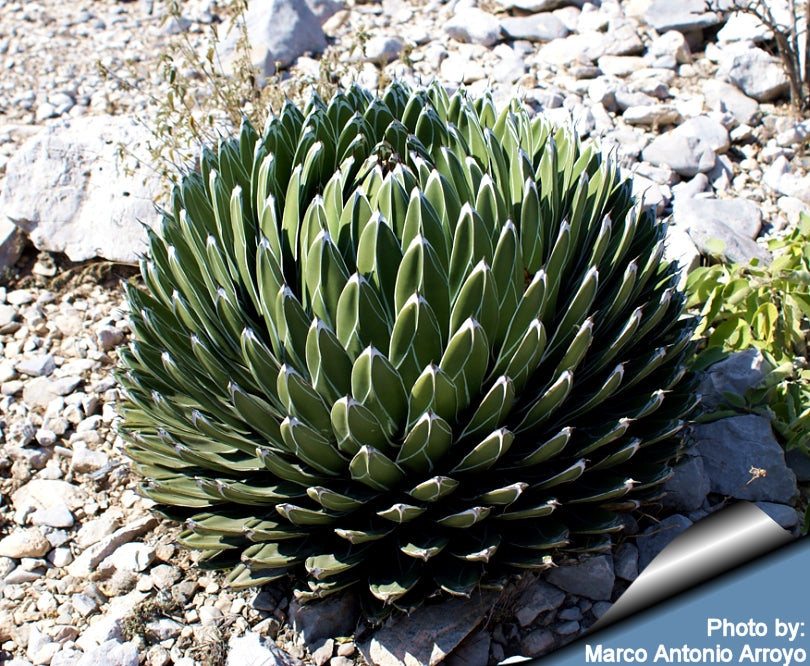 Agave Victoria-reginae