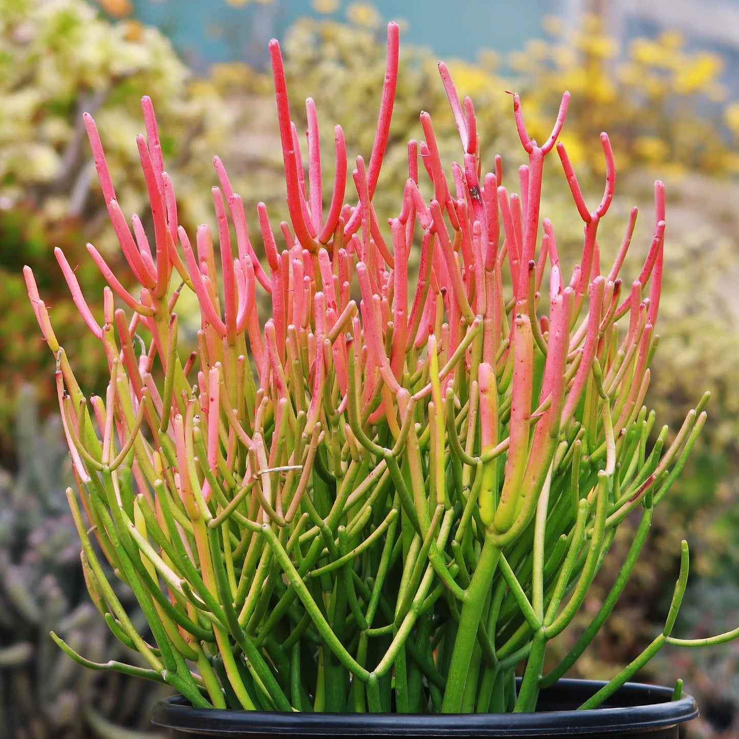 Euphorbia tirucalli | pencil cactus