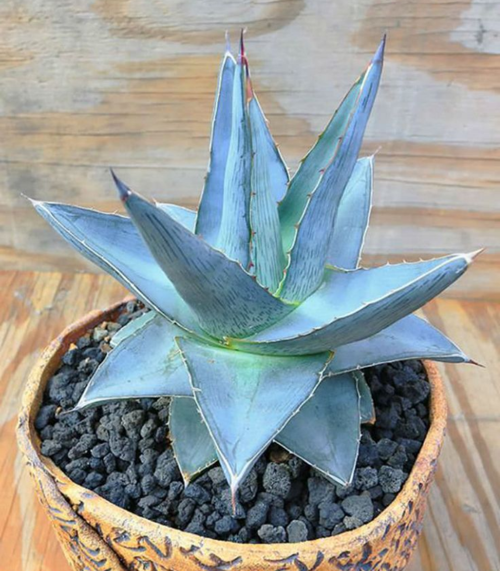 Agave Pulmia (Live Plant)