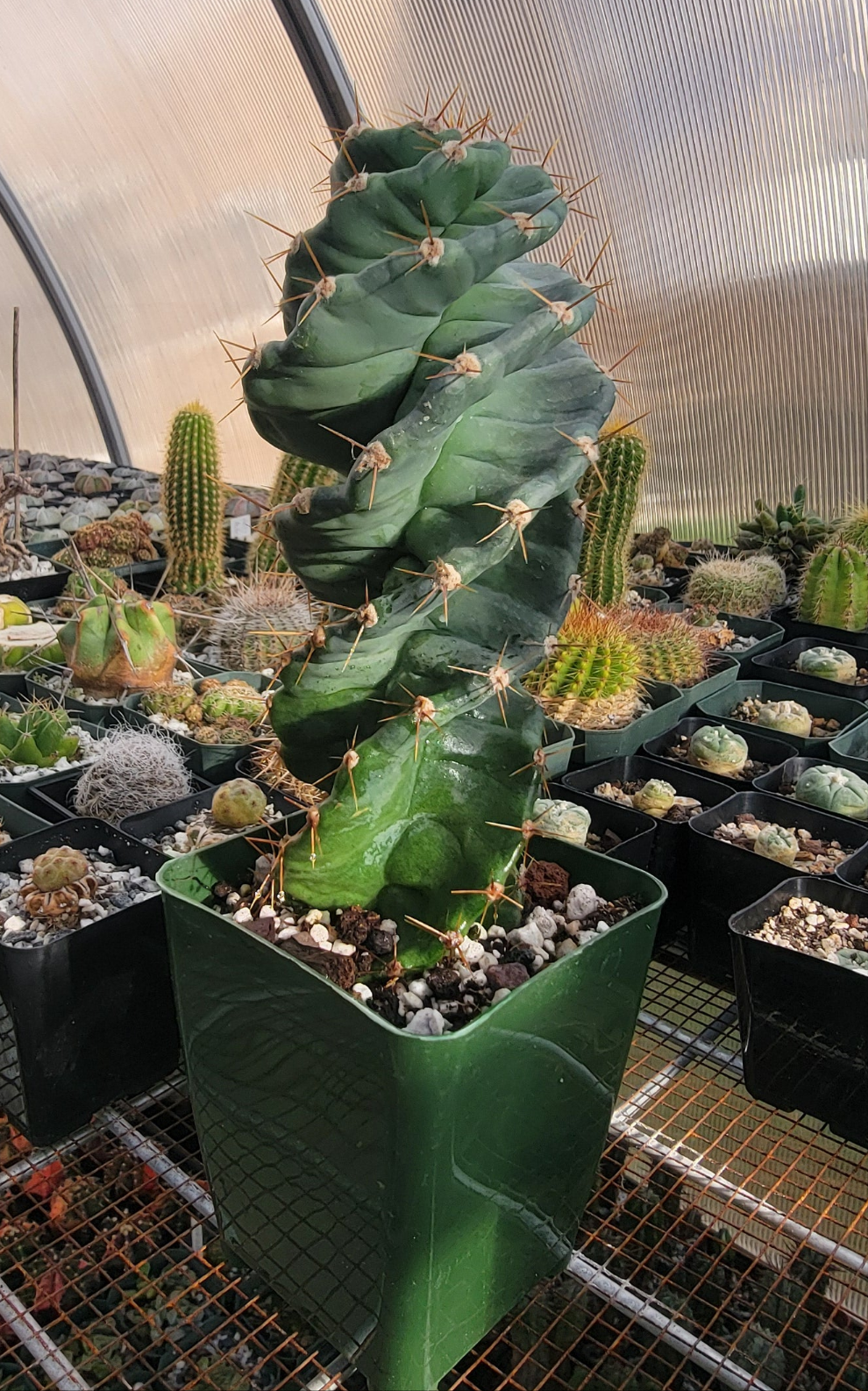 Cereus forbesii spiralis