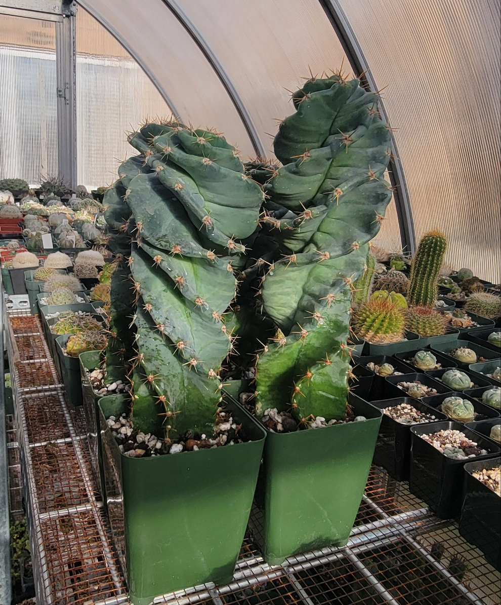 Cereus forbesii spiralis