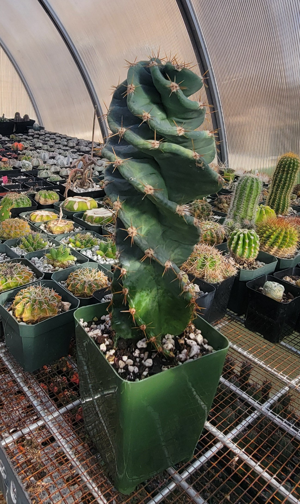 Cereus forbesii spiralis