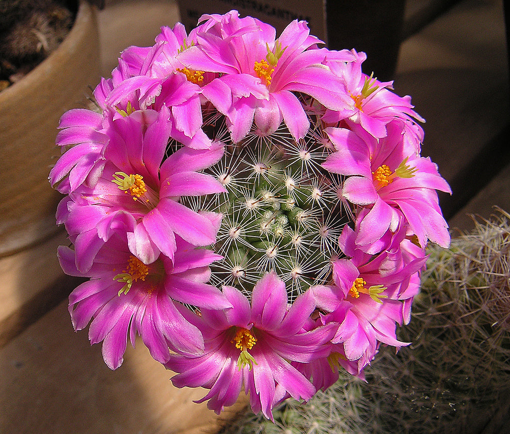 Mammillaria boolii (15 seeds)