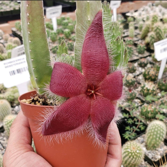 Stapelia grandiflora (Live Plant)