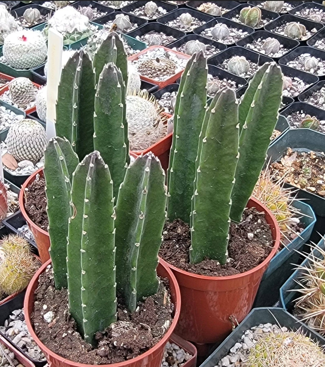 Stapelia grandiflora (Live Plant)