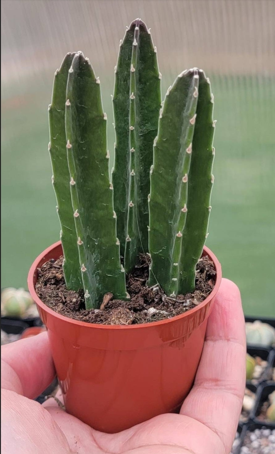 Stapelia grandiflora (Live Plant)