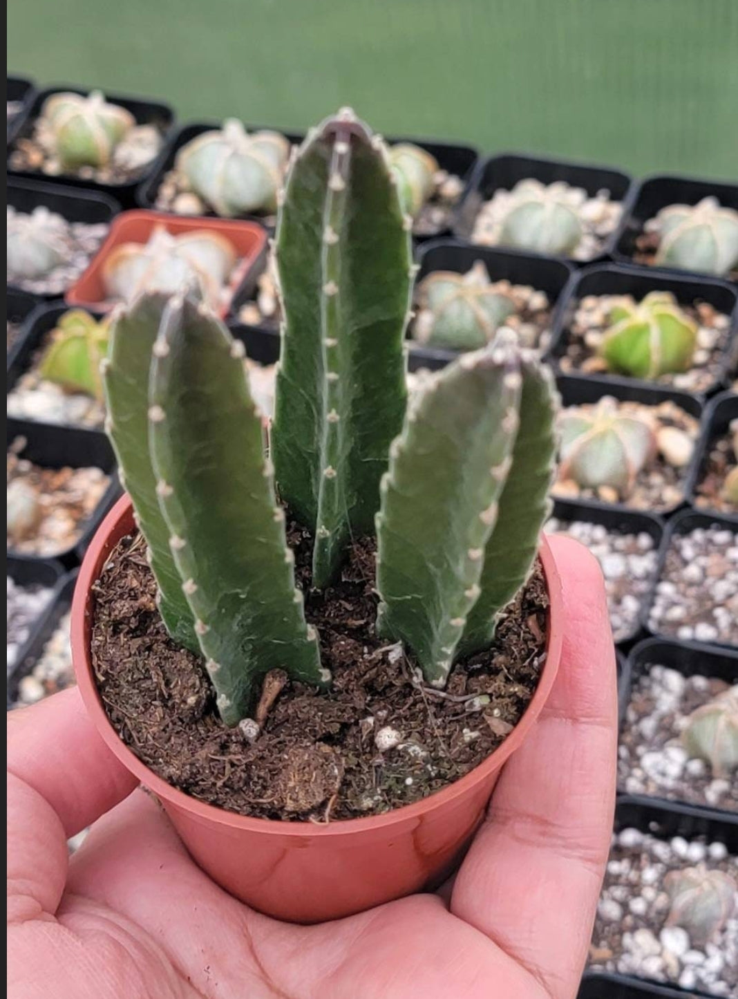 Stapelia grandiflora (Live Plant)