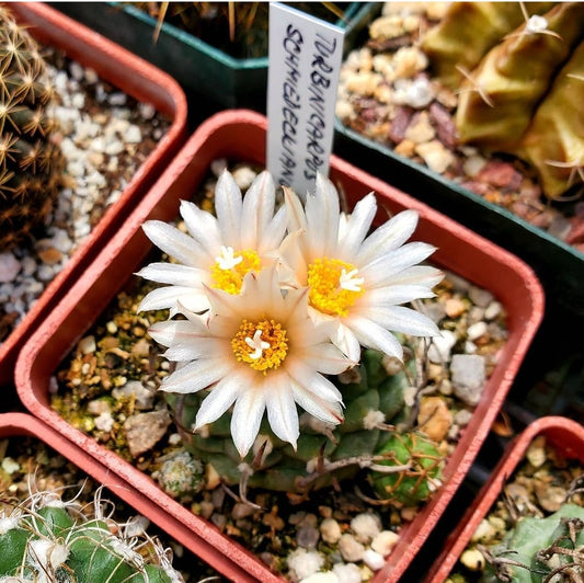 Turbinicarpus schmiedicheanus ssp. klinkerianus
