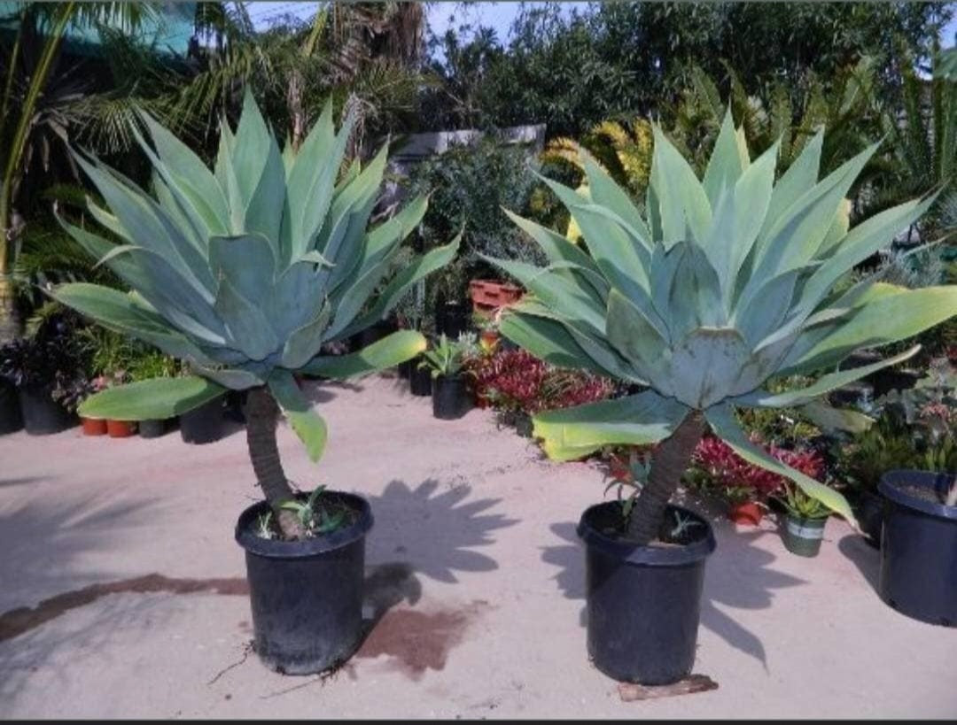 Agave attenuata | foxtail agave (Live plant)