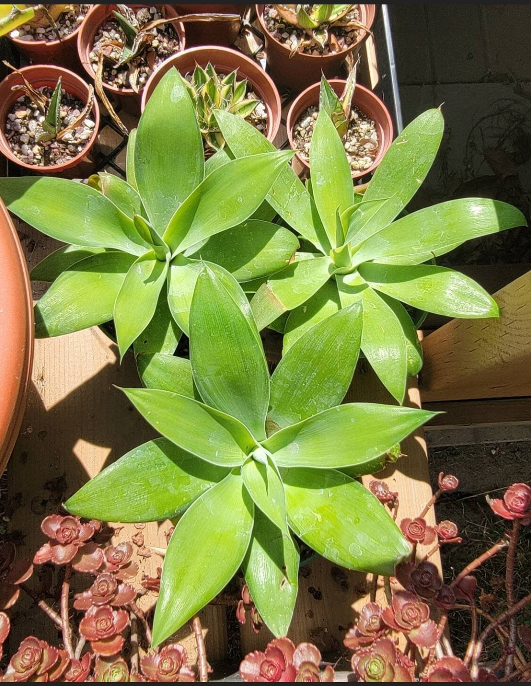 Agave attenuata | foxtail agave (Live plant)