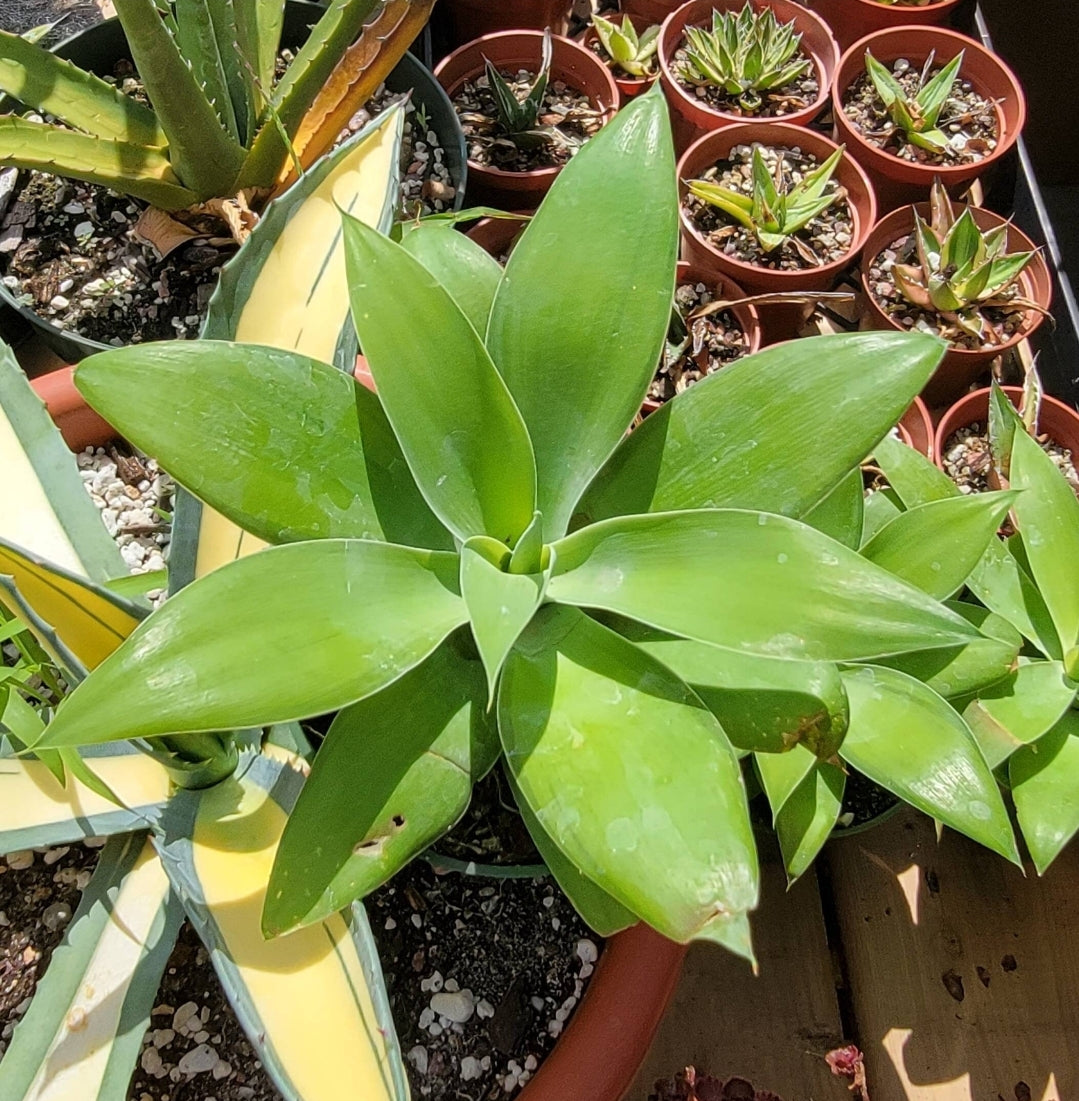 Agave attenuata | foxtail agave (Live plant)