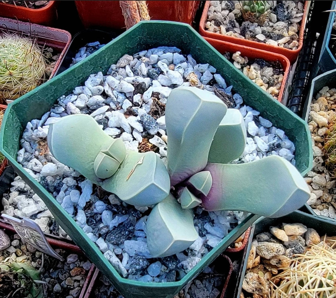 Lapidaria margaretae