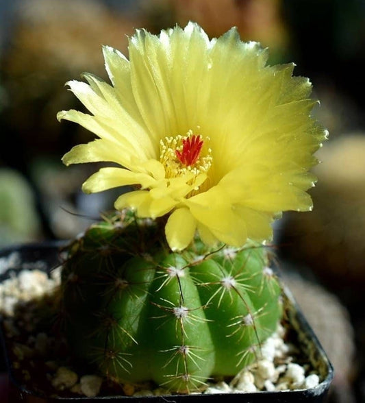 Notocactus ottonis | Parodia ottonis subs. horstii