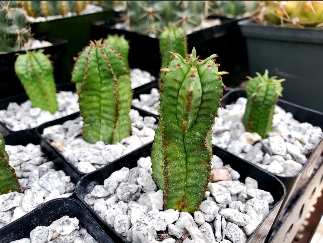 Euphorbia anoplia | Tanzanian zipper plant