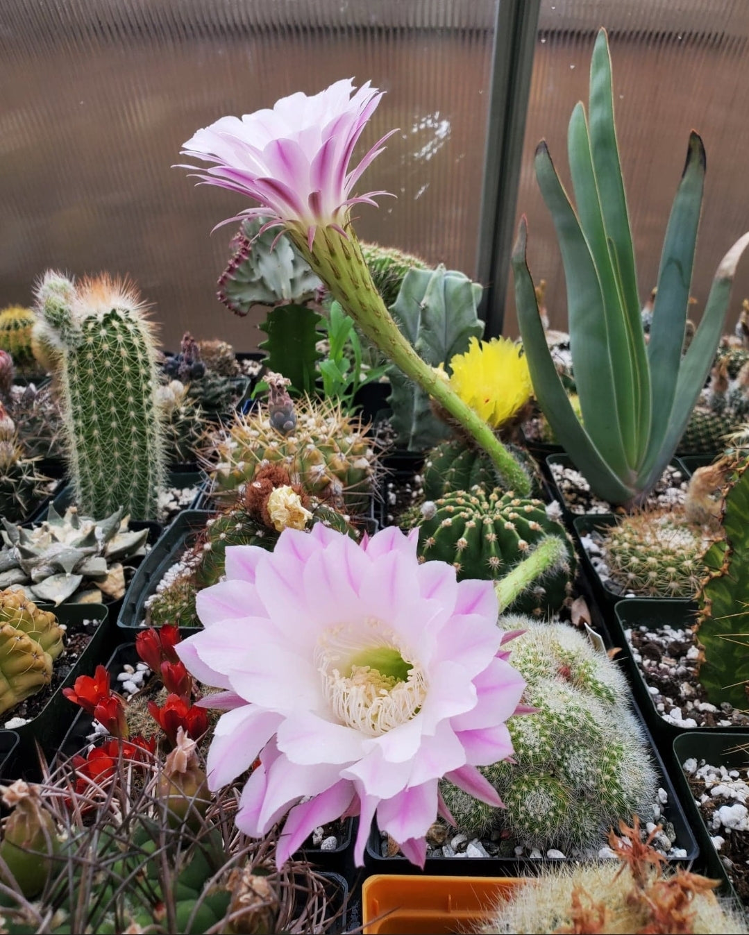 Echinopsis oxygona | Easter Lily Cactus (15 Seeds)