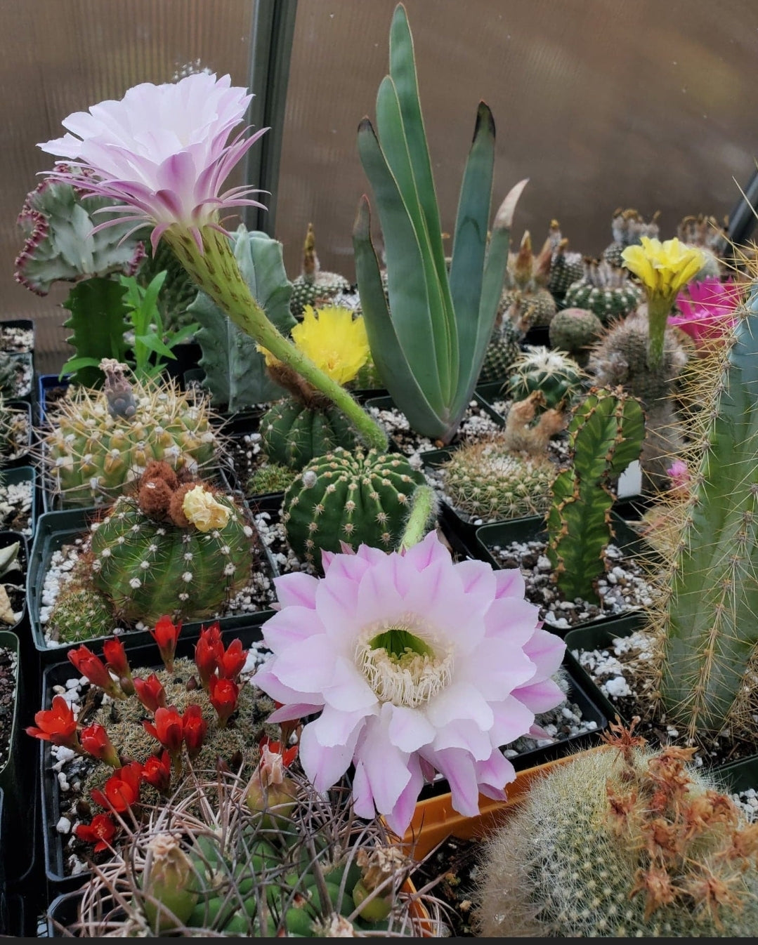 Echinopsis oxygona | Easter Lily Cactus (15 Seeds)