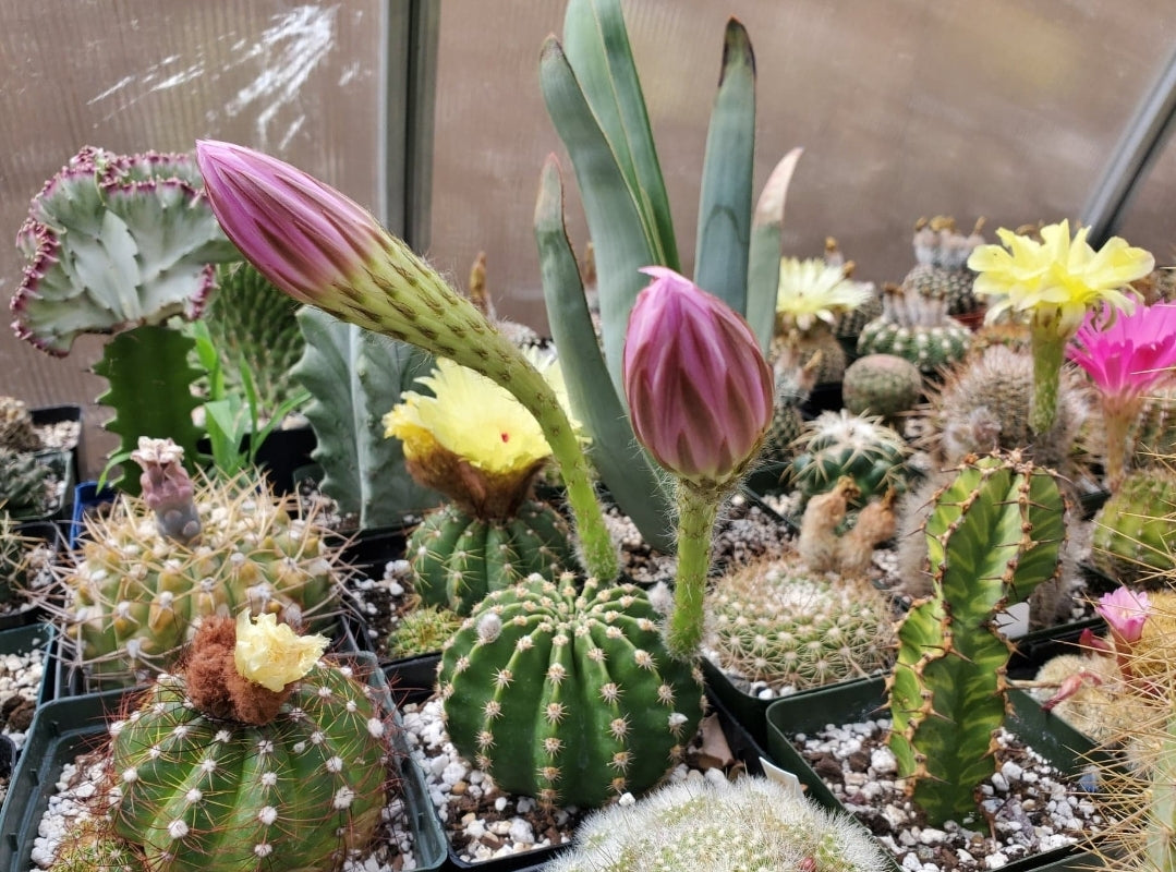 Echinopsis oxygona | Easter Lily Cactus (15 Seeds)