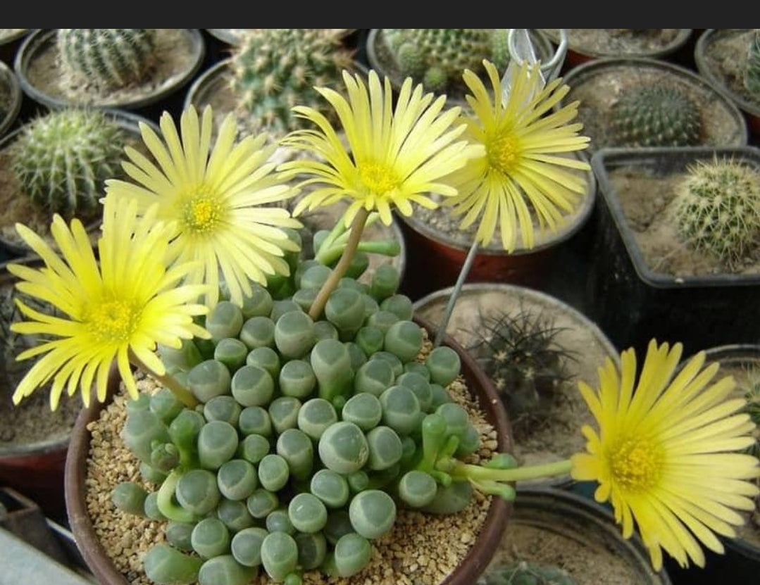 Fenestraria rhopalophylla | baby toes succulent