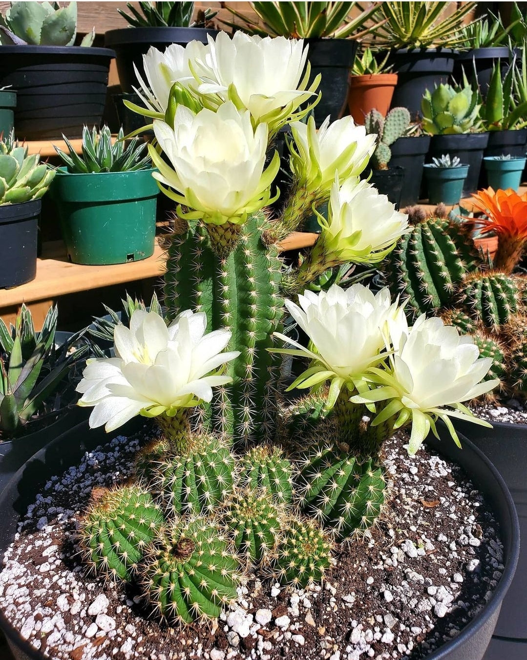Trichocereus grandiflorus | Echinopsis huascha var. grandiflora (seeds)