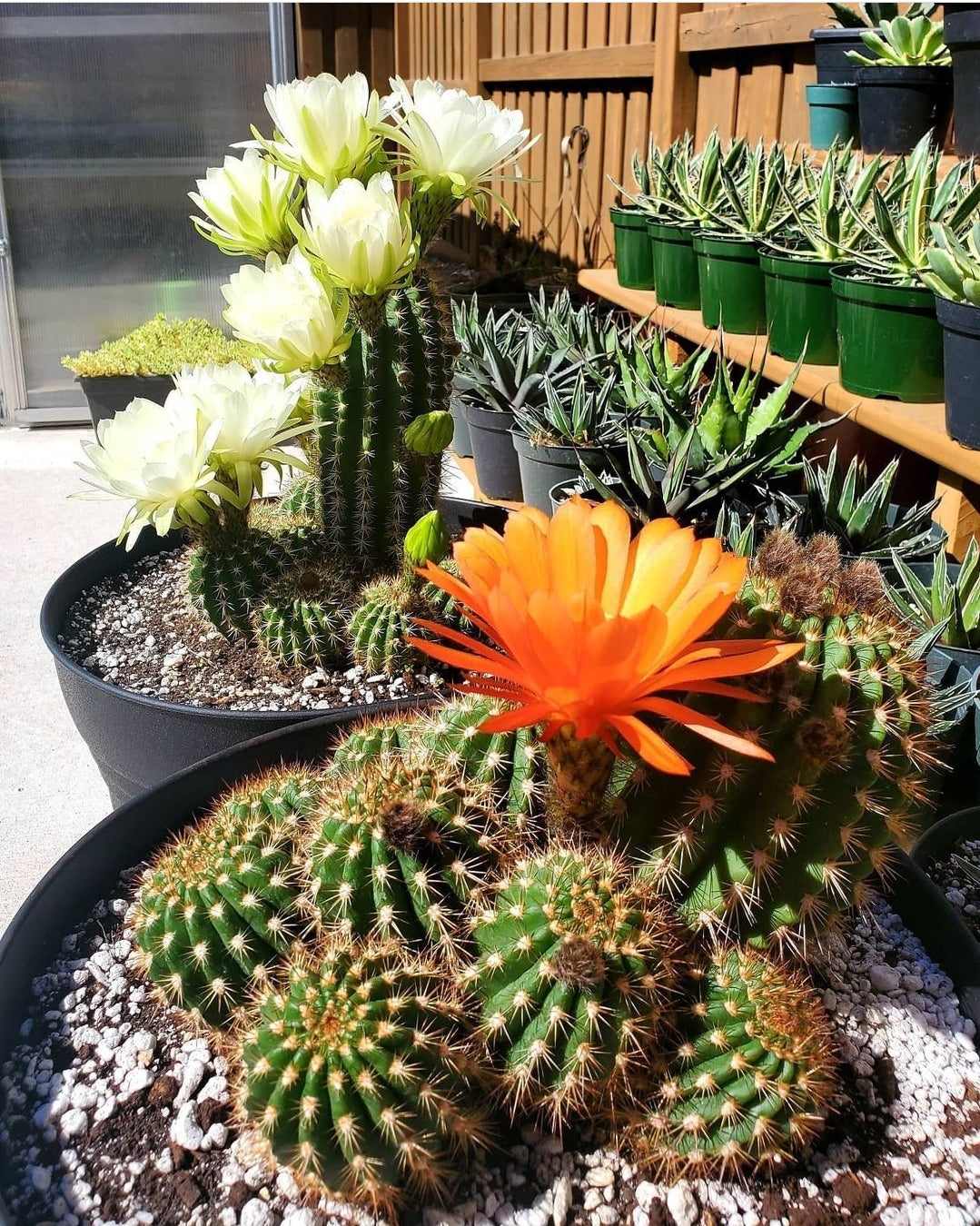 Trichocereus grandiflorus | Echinopsis huascha var. grandiflora (seeds)