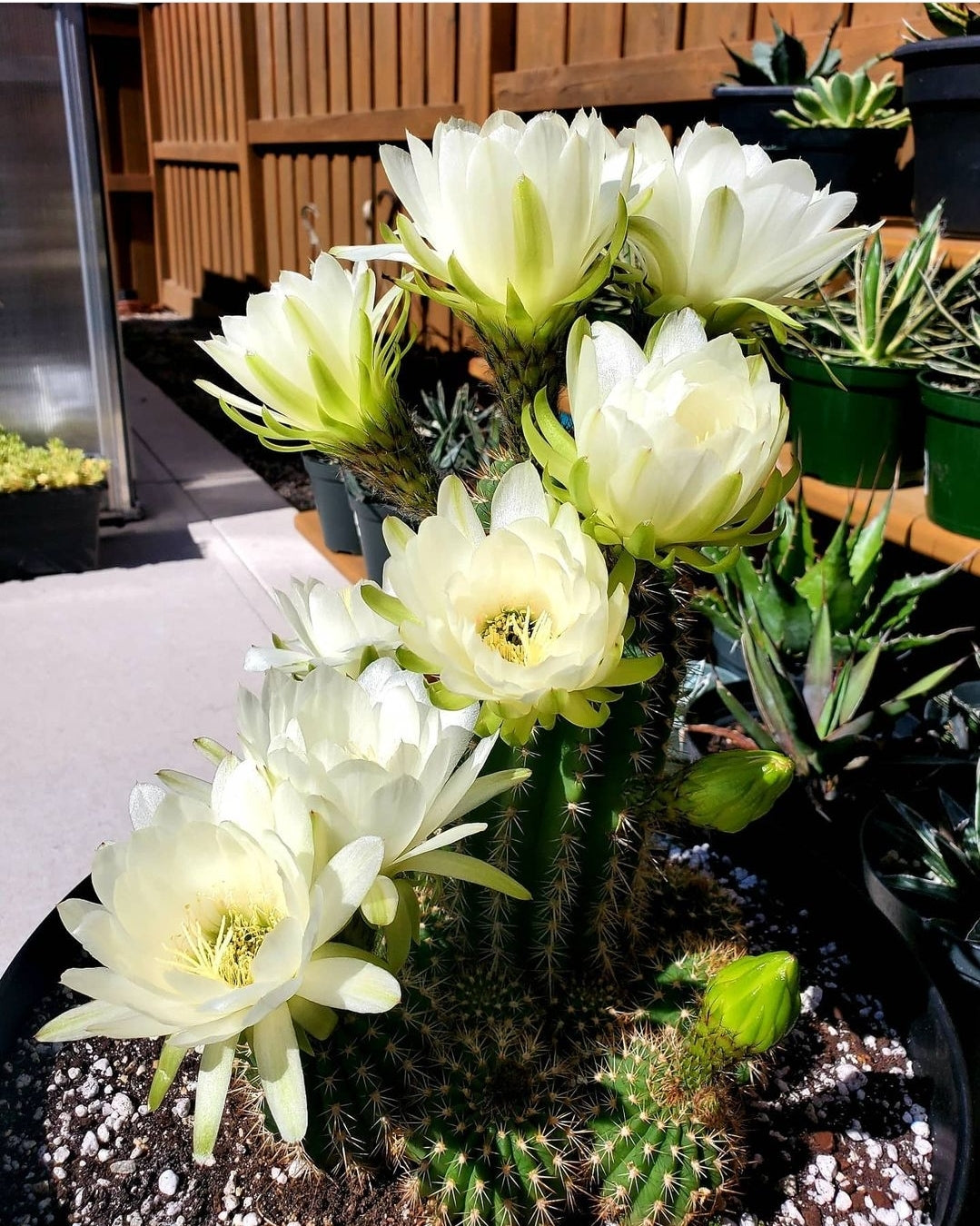 Trichocereus grandiflorus | Echinopsis huascha var. grandiflora (seeds)
