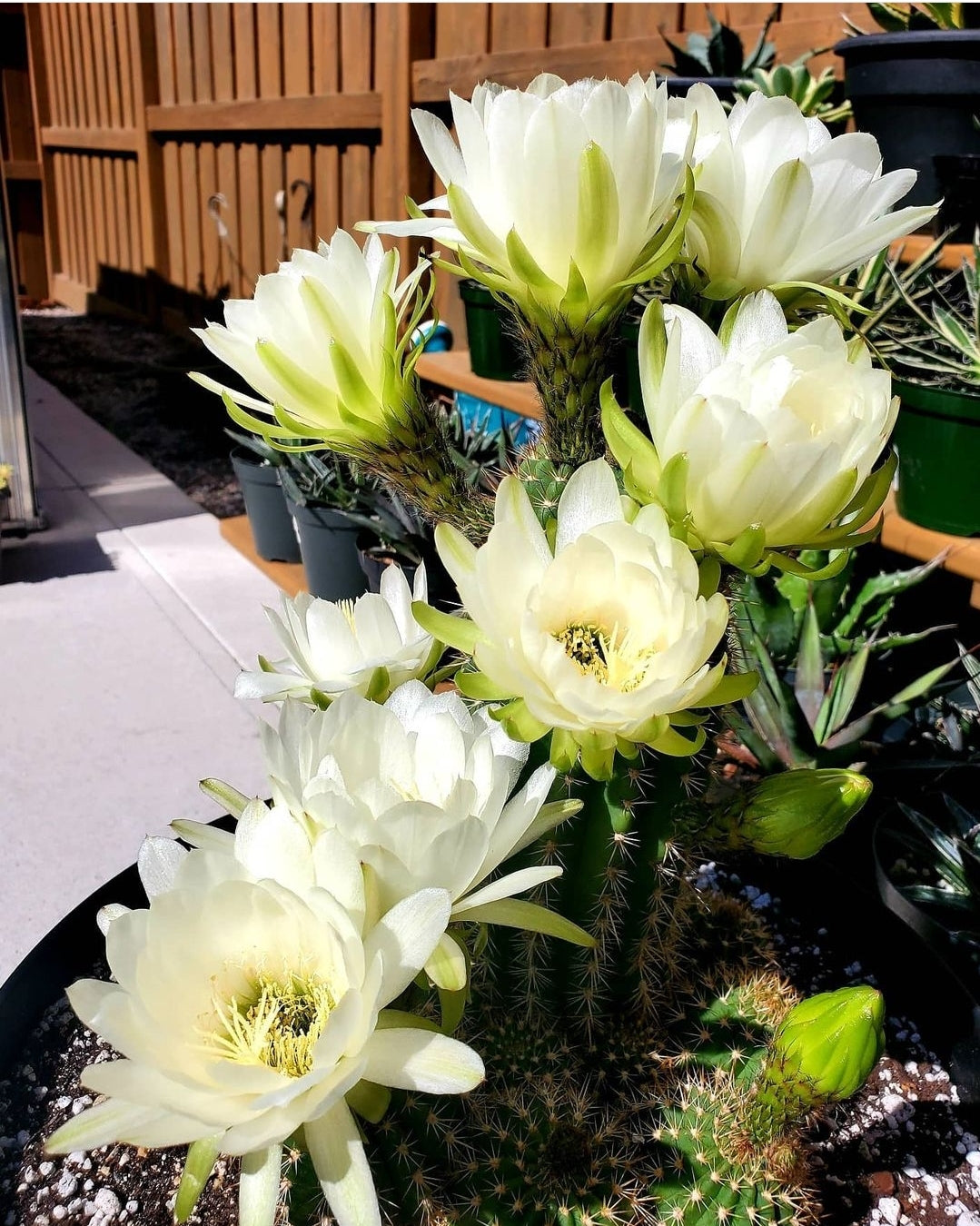 Trichocereus grandiflorus | Echinopsis huascha var. grandiflora (seeds)