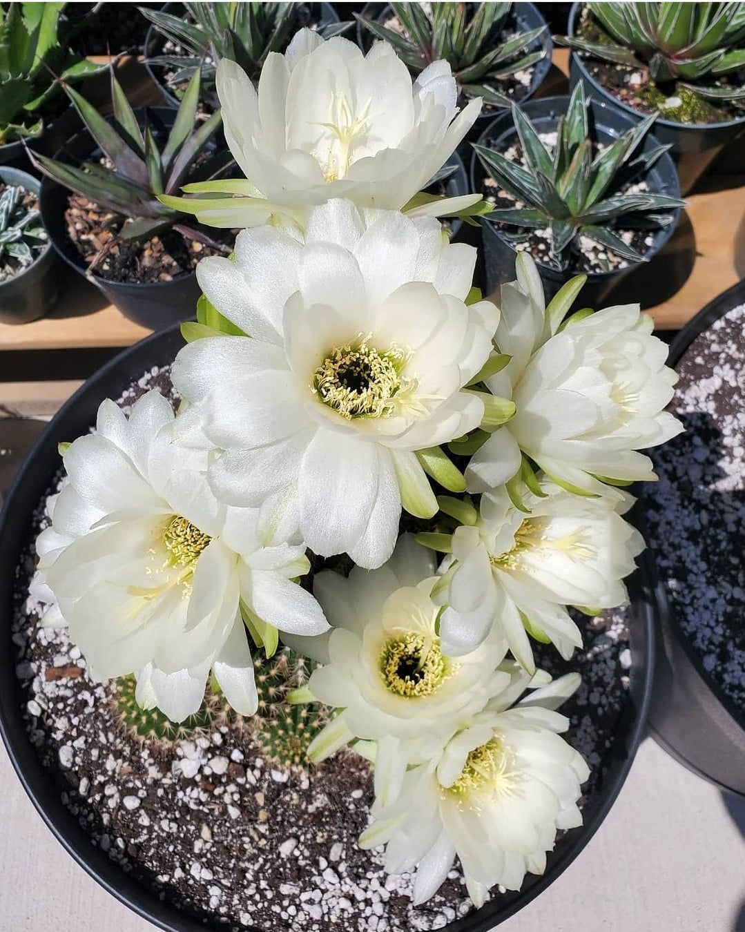 Trichocereus grandiflorus | Echinopsis huascha var. grandiflora (seeds)