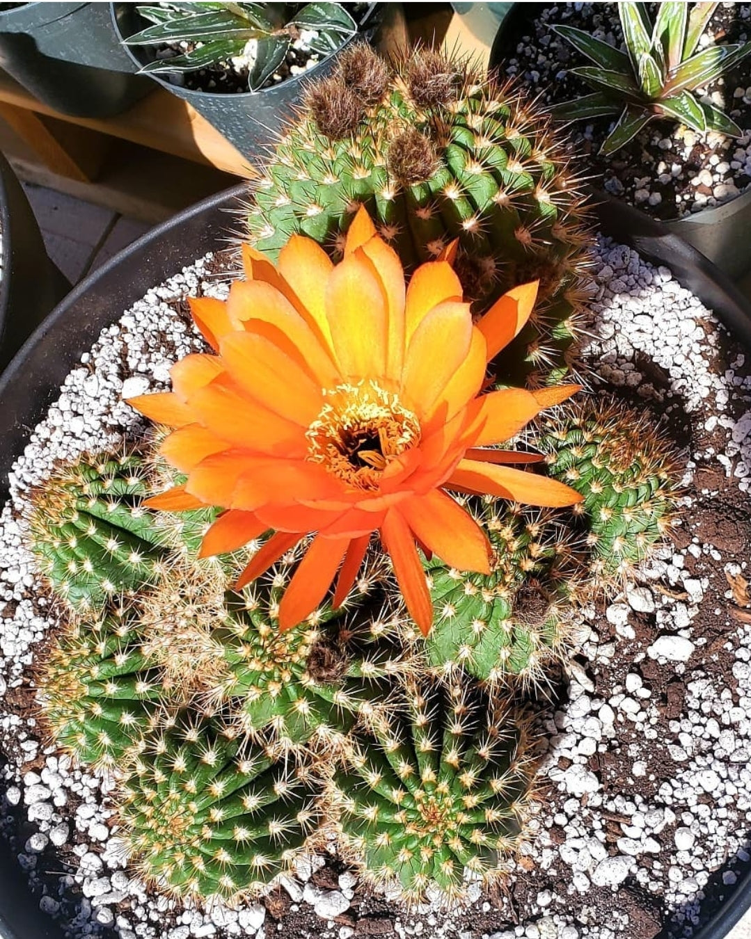 Trichocereus grandiflorus | Echinopsis huascha var. grandiflora (seeds)