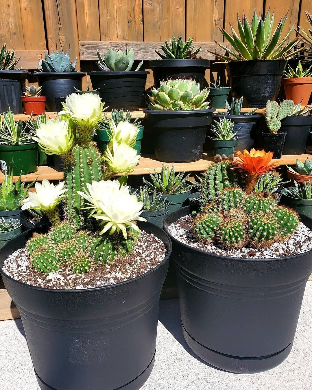 Trichocereus grandiflorus | Echinopsis huascha var. grandiflora (seeds)